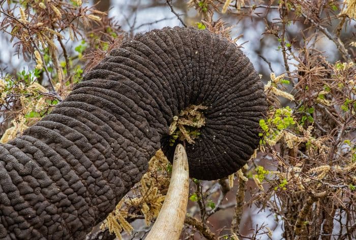 Manyoni Game Reserve, Elephant