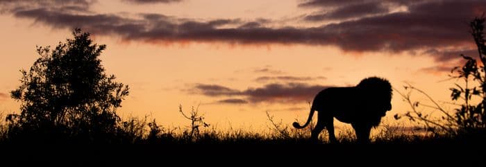 Male Lion Sunset