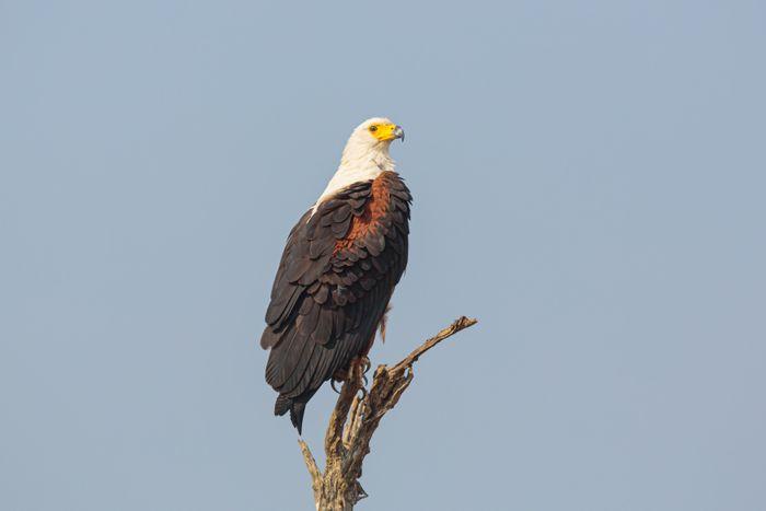 Fish Eagle South Africa