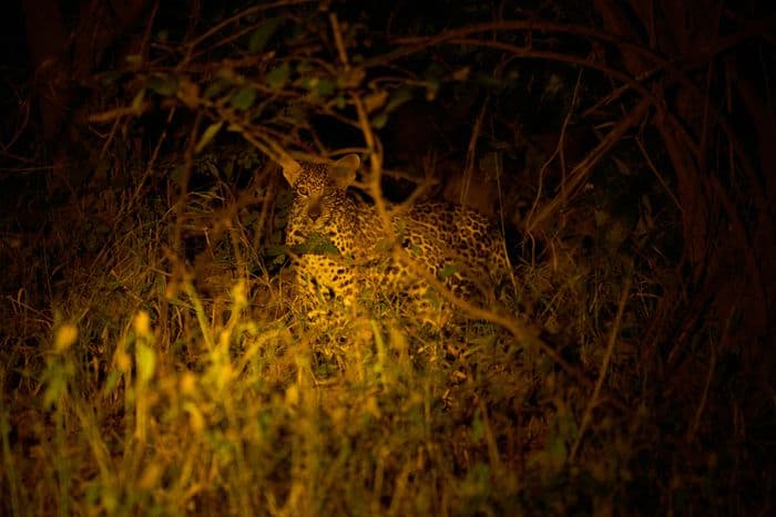 night safari
