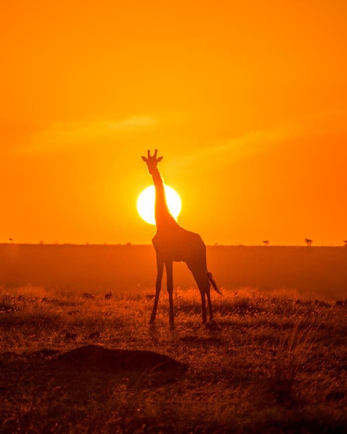Maasai Mara