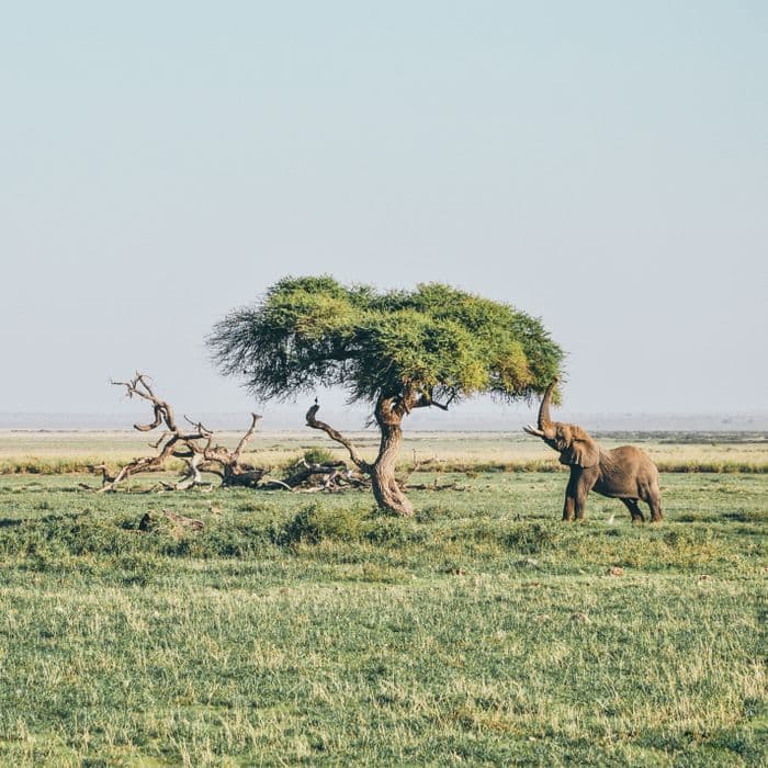 Maasai Mara