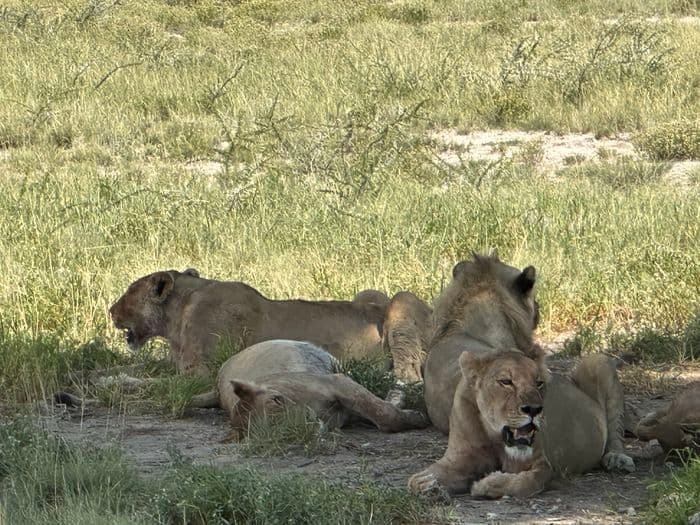 Etosha lion