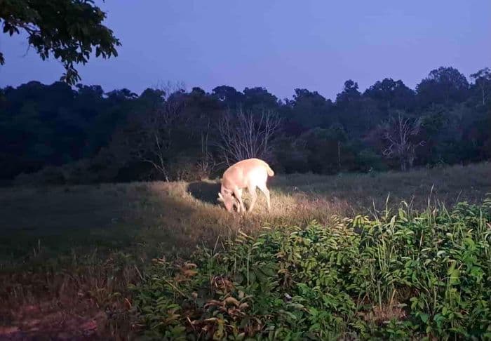 Zamba deer
