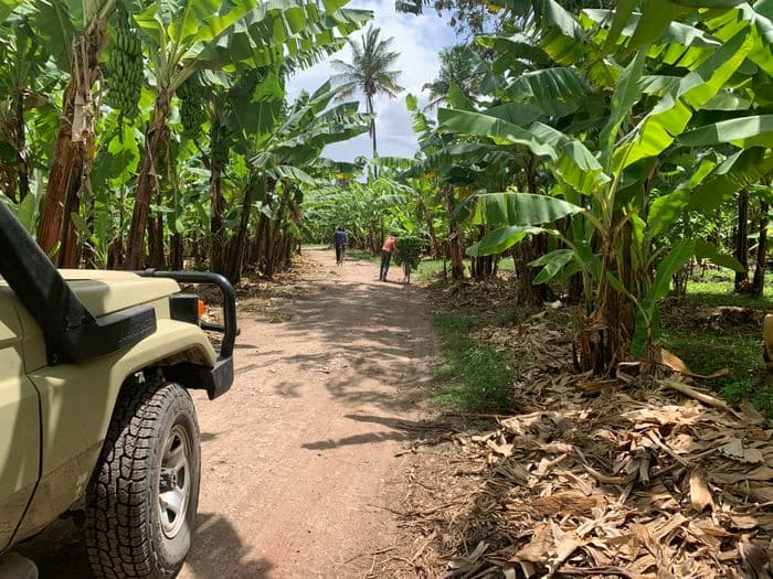 Mto Wa Mbu Bananas Tanzania