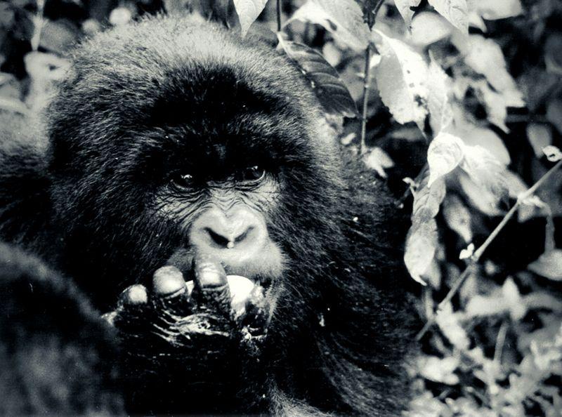Gorilles Ouganda