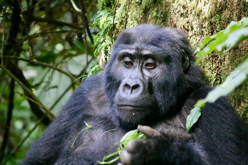 bwindi gorilla