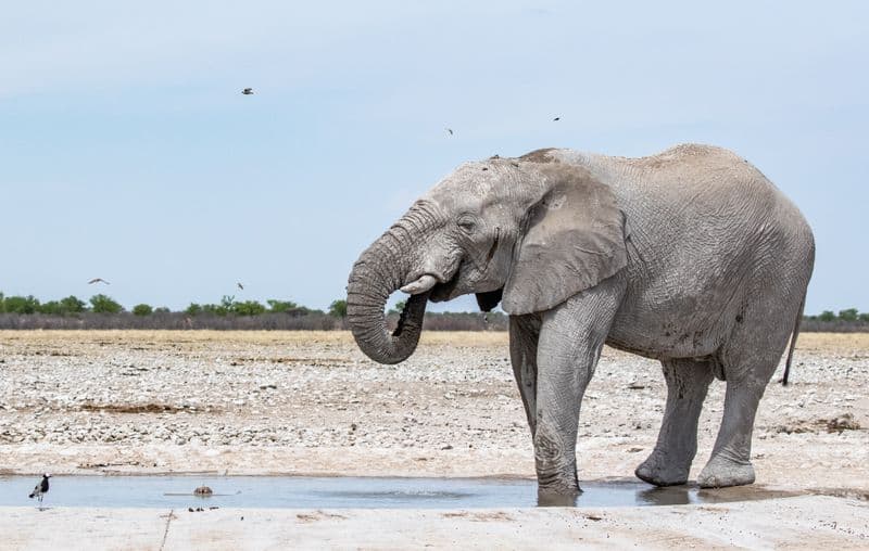 Etosha National Park Namibia